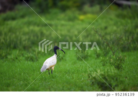Black headed ibis or black necked ibis portrait in natural monsoon green rainy background of keoladeo national park or bharatpur bird sanctuary rajasthan india asia - Threskiornis melanocephalus 95236139