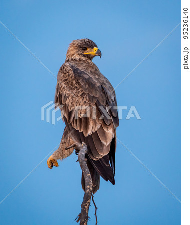Steppe eagle or Aquila nipalensis portrait in natural blue sky background in tal chhapar sanctuary churu rajasthan india asia 95236140