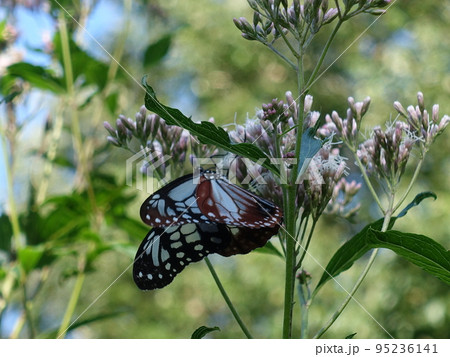 アサギマダラ　チョウ　蝶 95236141
