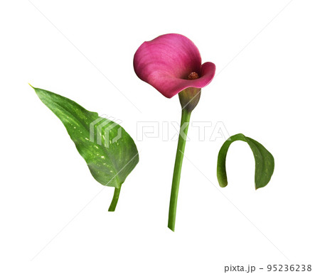 Set of pink flower and green leaves of Zantedeschia (calla)isolated 95236238