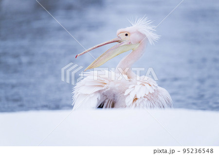 印旛沼のモモイロペリカン、カンタ君 印旛沼のモモイロペリカン、カンタ君 95236548