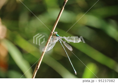ススキにとまる青トンボ green dragonfly on miscanthus sinensis ススキにとまる青トンボ green dragonfly on miscanthus sinensis 95237082