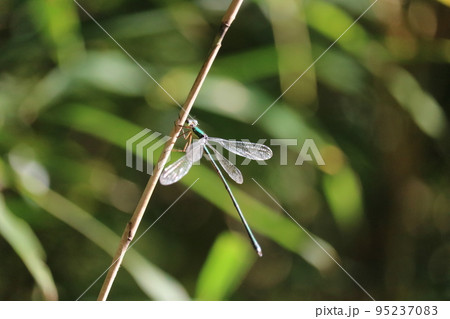 ススキにとまる青トンボ green dragonfly on miscanthus sinensis ススキにとまる青トンボ green dragonfly on miscanthus sinensis 95237083