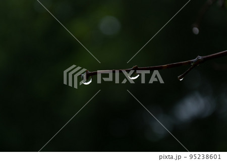 Drops of water on a wet branch on a dark background. 95238601