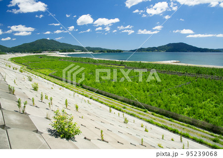 植林された高田松原 95239068