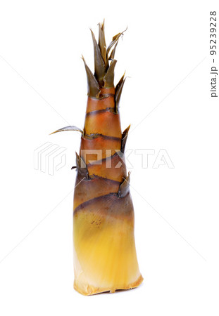 Bamboo shoot on white background 95239228