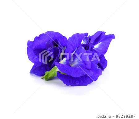 Butterfly Pea isolated on white background 95239287