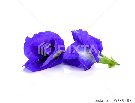 Butterfly Pea flower isolated on white background 95239288