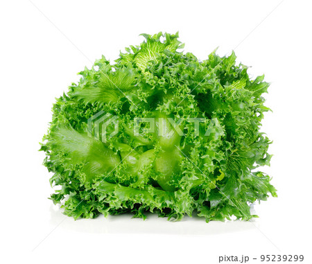 Green lettuce isolated on white background. Green lettuce isolated on white background. 95239299