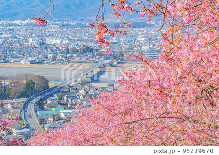 【季節のイメージ素材】河津桜と市街地（神奈川松田山周辺） 95239670