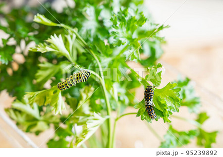 キアゲハの幼虫 95239892