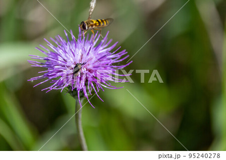 秋アザミの花に集まる昆虫 秋アザミの花に集まる昆虫 95240278