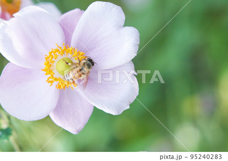 シュウメイギクにミツバチが蜜を求めてやってきた シュウメイギクにミツバチが蜜を求めてやってきた 95240283