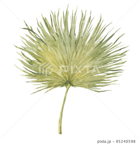 Beautiful floral stock clip art illustration with hand drawn watercolor tropical palm leaf. 95240598