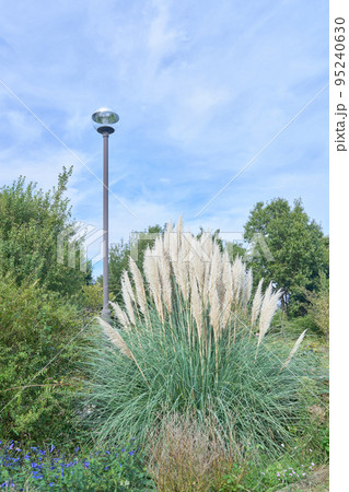 もさもさふわふわの穂をつけるパンパスグラス 95240630