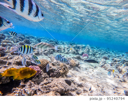 Shoal of differend kinds of the fish - sailfin tang, Longnose Parrotfish, Picasso trigger, Birdmouth wrasse, Klunzinger's wrasse and other tropical fish swimming at the coral reef in the Red Sea, Shoal of differend kinds of the fish - sailfin tang, Longnose Parrotfish, Picasso trigger, Birdmouth wrasse, Klunzinger's wrasse and other tropical fish swimming at the coral reef in the Red Sea, 95240794