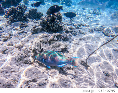 Close up view of Hipposcarus longiceps or Longnose Parrotfish (Hipposcarus Harid) at coral reef.. Close up view of Hipposcarus longiceps or Longnose Parrotfish (Hipposcarus Harid) at coral reef.. 95240795