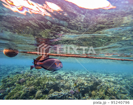 Surgeon fish or sohal tang fish (Acanthurus sohal) at the Red Sea coral reef.. Surgeon fish or sohal tang fish (Acanthurus sohal) at the Red Sea coral reef.. 95240796