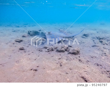 Blue spotted Stingray (Taeniura Lymma) on sand at coral reef.. 95240797