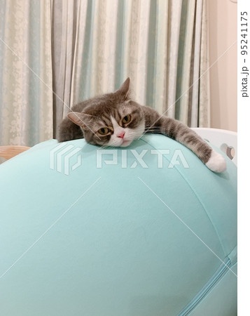 猫 95241175