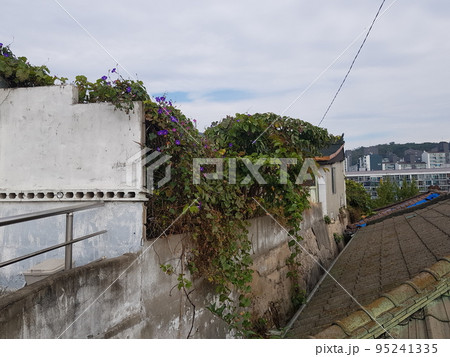 葉っぱ 生物 虫 95241335