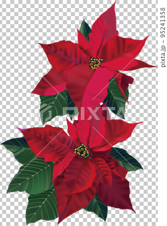 紅色一品紅花和綠葉 紅色一品紅花和綠葉 95241358