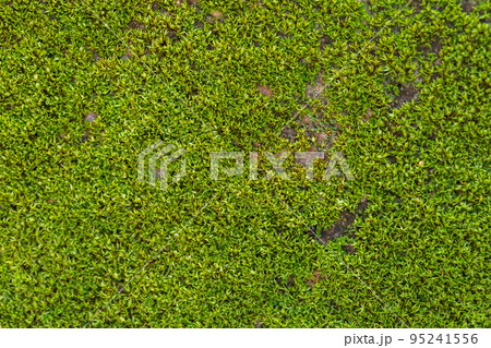 Grooved green moss background in nature. Close up green moss texture. 95241556