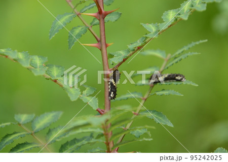 山椒の茎を上るアゲハ(ナミアゲハ)の若齢幼虫 山椒の茎を上るアゲハ(ナミアゲハ)の若齢幼虫 95242025