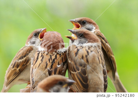 スズメの巣立ち雛が集合 新緑の雑木林背景 スズメの巣立ち雛が集合 新緑の雑木林背景 95242180