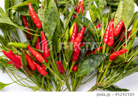 収穫したばかりのカラフルな唐辛子 95242585