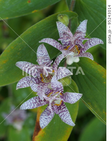 ホトトギスの花　 95243014