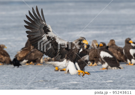 野鳥の楽園　風蓮湖冬景色 95243611