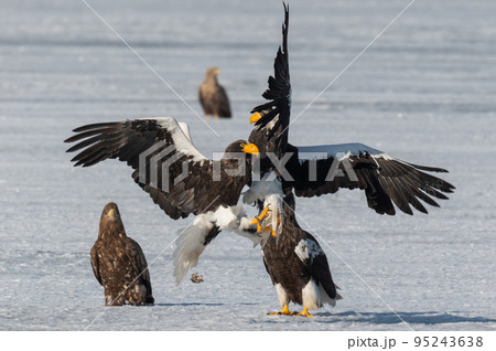 野鳥の楽園 風蓮湖冬景色 野鳥の楽園 風蓮湖冬景色 95243638