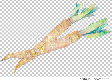 新ごぼう 水彩イラスト 新ごぼう 水彩イラスト 95243656
