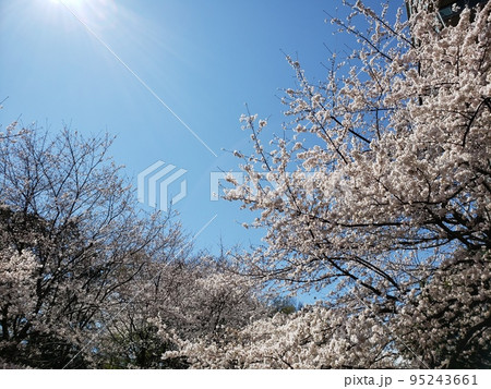 桜と青空 95243661