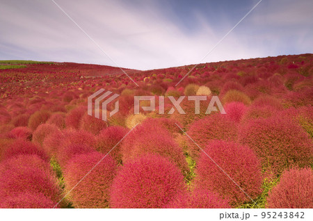 赤く色づいたほうき草　コキア 95243842