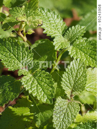 コウスイハッカ（レモンバーム）の葉 95243908