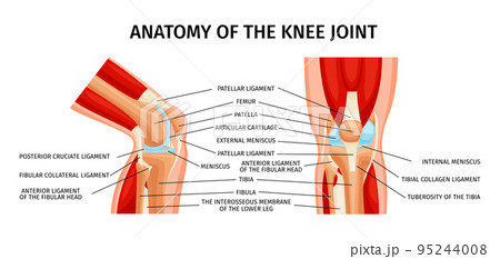 Knee Joint Anatomy Infographics 95244008