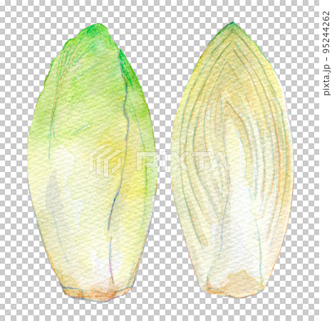 チコリ　水彩イラスト 95244262