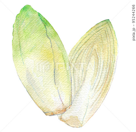 チコリ　水彩イラスト 95244266