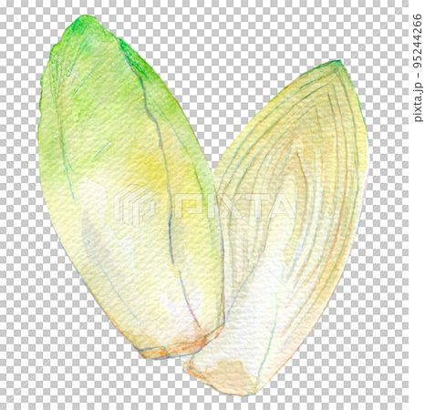 菊苣水彩插圖 95244266