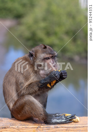 Funny macaque monkey with dirty paws eats banana. Selective focus, blurred background. Side view. Vertical. 95244351