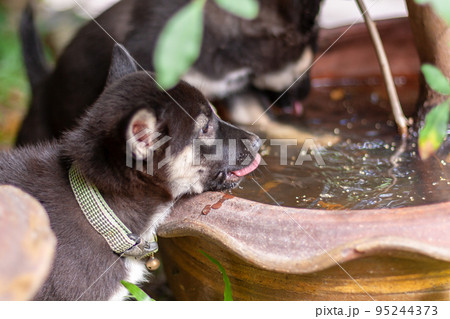 Two black and white puppies are drinking water from large flower pot. Shallow depth of field. Focus on nearest puppy. Horizontal. 95244373