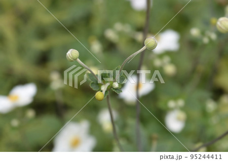 Japanese anemone Honorine Jobert Japanese anemone Honorine Jobert 95244411