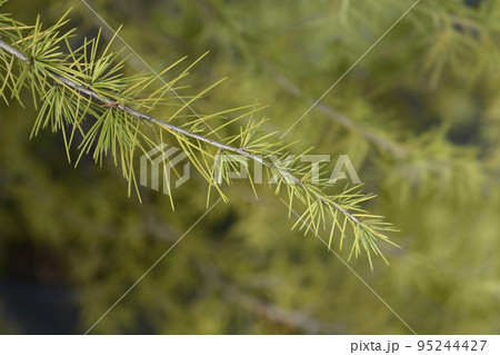 Deodar cedar Deodar cedar 95244427