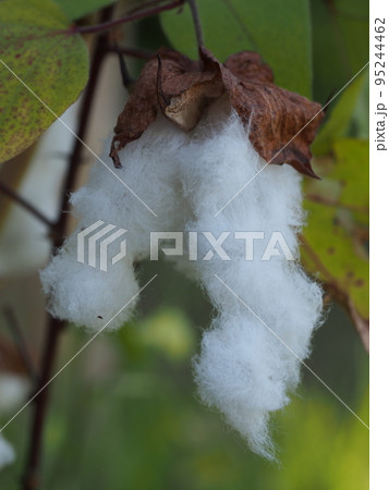 ワタ（栽培品種）の果実　綿の原料 95244462