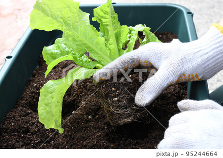 プランターに野菜を植える人物の手元 95244664