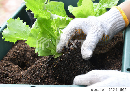 プランターに野菜を植える人物の手元 95244665