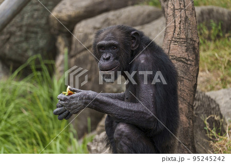 お座りして餌を食べるチンパンジー【大阪・天王寺動物園】 95245242