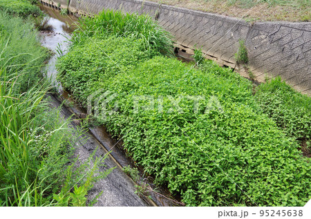 用水路の底に堆積した土砂から大量に草が生えて長く伸びた葉が川面の広い範囲を覆っている光景 用水路の底に堆積した土砂から大量に草が生えて長く伸びた葉が川面の広い範囲を覆っている光景 95245638